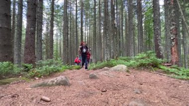 Dört yürüyüşçü, büyük sırt çantaları ve yürüyüş direkleriyle sık orman patikalarında yürürler. Uzun ağaçlar ve yemyeşil çalılıklar huzurlu ve huzurlu bir atmosfer yaratır..