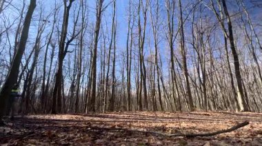 İki yürüyüşçü, yapraklarla kaplı yerde uzun gölgeler bırakan çıplak ağaçlarla güneşli orman patikaları boyunca yürür. Parlak güneş ışığı, kış ormanlarının sakin atmosferini aydınlatan sıcak bir parıltı yaratır..