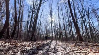 İki yürüyüşçü, yapraklarla kaplı yerde uzun gölgeler bırakan çıplak ağaçlarla güneşli orman patikaları boyunca yürür. Parlak güneş ışığı, kış ormanlarının sakin atmosferini aydınlatan sıcak bir parıltı yaratır..