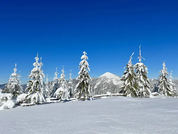Berrak mavi gökyüzünün altındaki uzak dağların zeminine karşı dik duran karla kaplı ağaçlarla nefes kesen kış manzarası. Dokunulmamış kar gün ışığında parlar, dingin ve el değmemiş bir manzara yaratır..