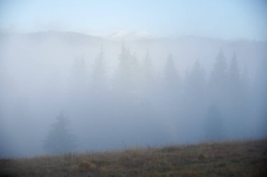 Panoramic landscape of mysterious misty forest with coniferous trees covered with fog