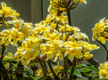 Beyaz Sarı Frangipani Plumeria Çiçekleri Yeşil Yapraklar Waikiki Honolulu Hawaii Plumeria çiçekleri güzel kokulu çiçek yapar