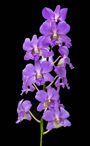 Фиолетовые Орхидеи Черном Фоне Гонолулу Гавайях — стоковое фото