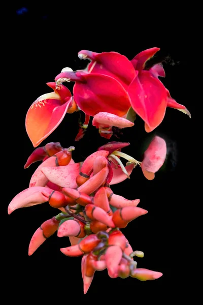 カラフルな赤珊瑚の木エリスリナ クリスタ オアフ島ハワイ — ストック写真