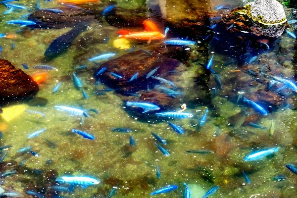 Blue Hap Fish Orange Koi Fish Small Water Pond Wahi — стоковое фото
