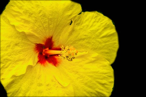 カラフルな黄色の熱帯ハイビスカスの花緑の葉ワイキキオアフ島ハワイ熱帯ハイビスカスには多くの品種があります — ストック写真