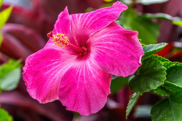 Färgglada Varma Rosa Tropiska Hibiskus Blommor Gröna Blad Waikiki Oahu — Stockfoto