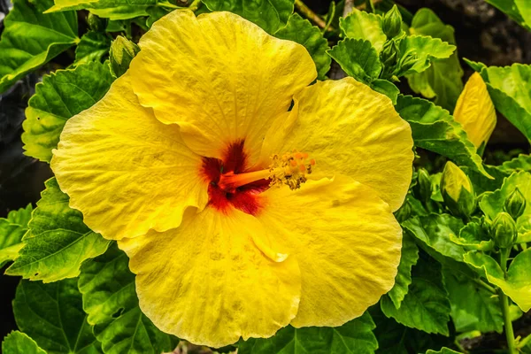カラフルな黄色の熱帯ハイビスカスの花緑の葉ワイキキオアフ島ハワイ熱帯ハイビスカスには多くの品種があります — ストック写真