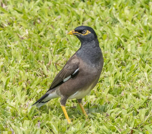 Bunte Schwarz Braune Myna Bird Indische Myna Acridotheres Tristis Waikiki — Stockfoto