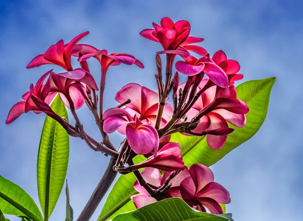 Ροζ Frangipani Plumeria Πράσινα Φύλλα Waikiki Honolulu Χαβάη Λουλούδια Plumeria — Φωτογραφία Αρχείου