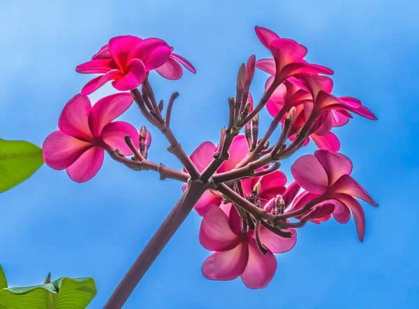 Pembe Frangipani Plumeria Yeşil Yapraklar Waikiki Honolulu Hawaii Plumeria çiçekleri güzel kokulu çiçek yapar