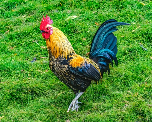 Färgglada Röda Fängelsefåglar Rooster North Shore Oahu Hawaii Inhemska Kycklingar — Stockfoto