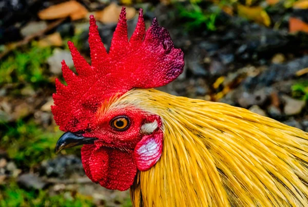 Színes Vörös Dzsungelszárnyas Kakas Északi Part Oahu Hawaii Házi Csirkék — Stock Fotó