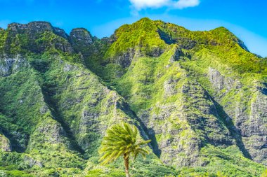 Renkli Palmiye Ağacı Yeşil Dağ Kualoa Bölgesel Park Kuzey Kıyısı Oahu Hawaii