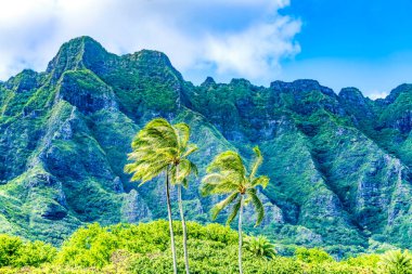 Renkli Palmiye Ağaçları Yeşil Dağ Kualoa Bölgesel Park Kuzey Kıyısı Oahu Hawaii