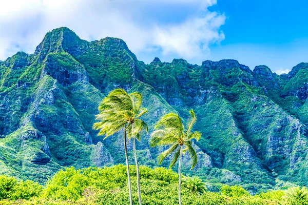 Kleurrijke Palmbomen Green Mountain Kualoa Regionaal Park North Shore Oahu — Stockfoto