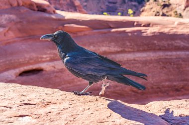 Black Raven Corvus Corax Narin Arch Rock Kanyonu Ulusal Park Moab Utah ABD Güneybatı Gürültülü siyah kuzgunlar Narin Kemer 'in yanında bulundu
