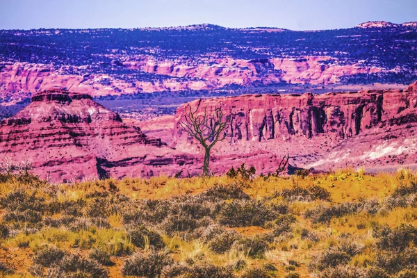 Mrtvý Strom Barevné Žluté Trávy Přistane Červené Moáb Chyba Windows — Stock fotografie