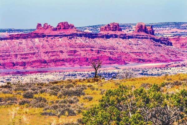 Barevný Dead Tree Red Moab Porucha Windows Sekce Arches Národní — Stock fotografie