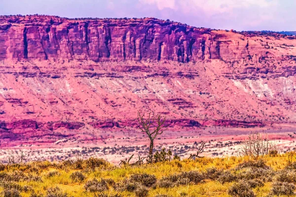 Dode Boom Kleurrijke Gele Gras Landt Rode Moab Fout Windows — Stockfoto