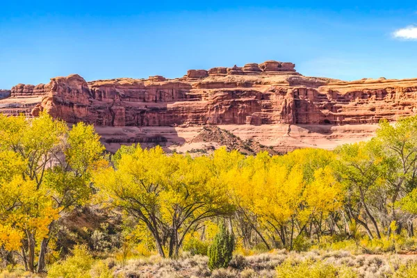 Autumn Yellow Leaves Cottonwood Trees Rock Canyon Arches National Park — Stock fotografie