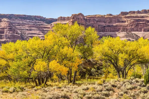 Sonbahar Sarı Yapraklar Cottonwood Ağaçları Kaya Kanyonu Ulusal Park Moab — Stok fotoğraf