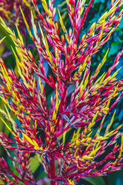 Kırmızı Sarı Bromeliad Epiphyte Aechmea Çiçekler Vazo Yeşil Sarı Yapraklar Waikiki Honolulu Hawaii 