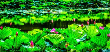 Pembe Lotus Gölet Bahçesi Yeşil Zambaklar Yaz Sarayı Pekin Çin