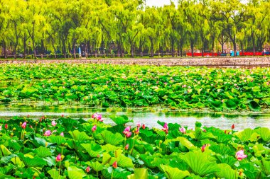 Pembe Lotus Yeşil Yapraklar Ped Bahçesi Yaz Sarayı Pekin Çin