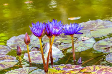 Blue Flower Nymphea King Water Lily Green Pads Fairchild Garden Coral Gables Florida Nymphaea nouchali Native to Asia