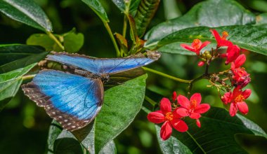 Blue Morpho Butterfly Red Peregrina Flowers Fairchild Garden Coral Gables Florida Also known as Emperor butterfly Morpho peleides