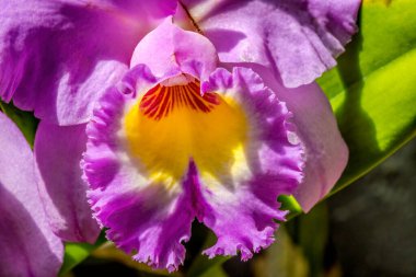 Purple Yellow Cattleya Orchid Tropical Flowers Green Leaves Fairchild Florida Cattleya Praestans