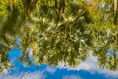 Palm Trees Green Leaves Lake Reflectioin Fairchild Tropical Botanic Garden Coral Gables Florida