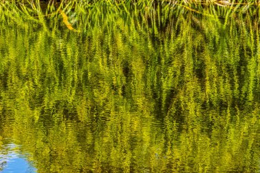 Pandanus Green Leaves Lake Reflectioin Abstract Fairchild Tropical Botanic Garden Coral Gables Florida