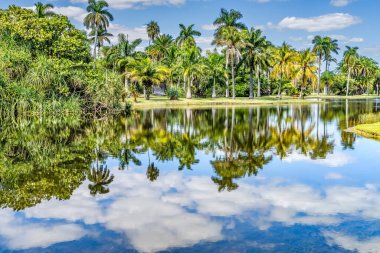 Palm Trees Green Leaves Lake Reflectioin Fairchild Tropical Botanic Garden Coral Gables Florida