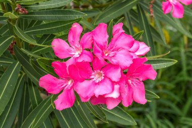 Pink Oleander Nerium Tropical Flowers Tree Shrub Miami Florida 