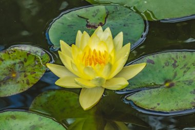 Yellow Flower Sunrise Nymphea Water Lily Green Pads Vizcaya Garden Miami Florida 