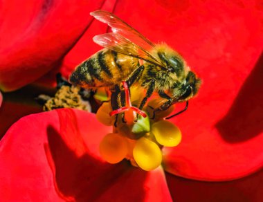 Renkli Bal Arısı Nektar Toplayan Kırmızı Çiçek Sarı Stamen Oahu Hawaii. Batı bal arısı veya Apis Mellifera