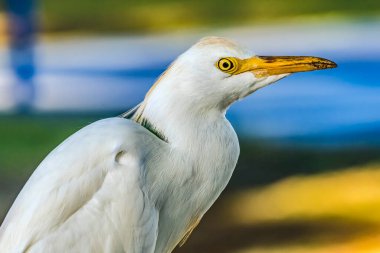 Renkli Beyaz Sığır Egret Heron Bubulcus Ibis Waikiki Honolulu Hawaii. Hawaii 'ye 1959' da giriş yapmış..