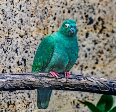 Renkli Kadın Siyah Burunlu Güvercin Ptilinopus Melanospilus Honolulu Aslen Güneydoğu Asyalı 