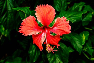 Kırmızı Tropikal Hibiscus Çiçekleri Yeşil Honolulu Hawaii 'den ayrılıyor. Hibiscus Hawaii eyaletinin çiçeğidir..