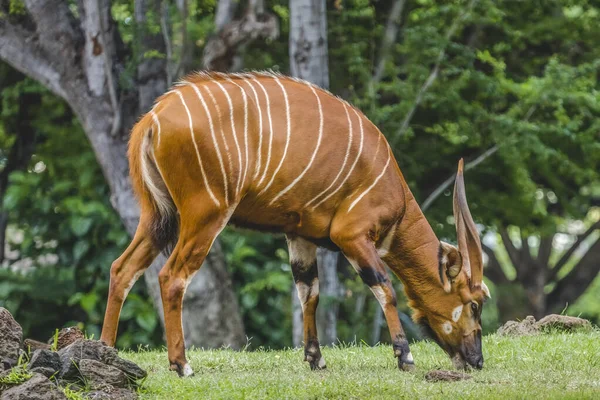 Colorful Brown White Stripes Bongo Grazing Antelope Tragelalphus Eurycerus Native — Stock Photo, Image