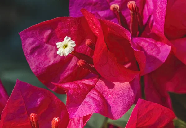 Bougainvilliers Rouges Roses Spectabilis Stamen Fleurs Blanches Fermer — Photo
