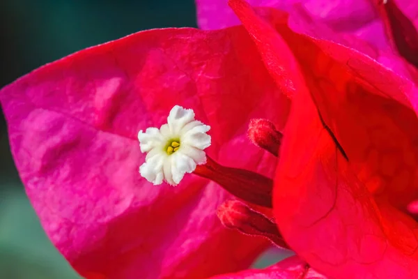 Roze Rood Bougainvillea Spectabilis Witte Bloem Stamen Sluiten — Stockfoto