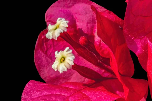 ピンクレッドブーゲンビリア スペクタビリス白花スタンメン閉じる — ストック写真