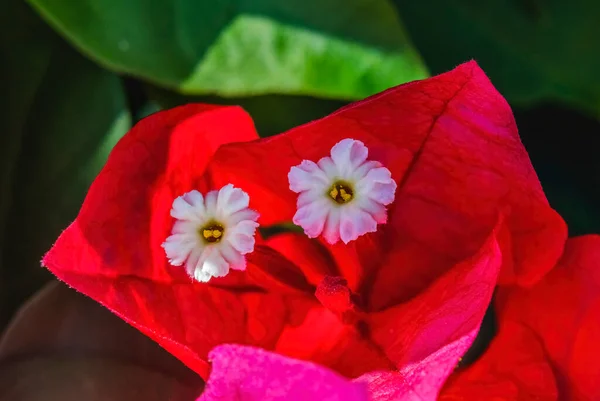 Pink Red Bougainvillea Spectabilis Flores Brancas Stamens Close — Fotografia de Stock