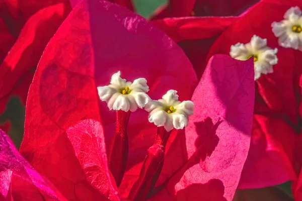 Bougainvilliers Rouges Roses Spectabilis Fleurs Blanches Étamines Fermer — Photo
