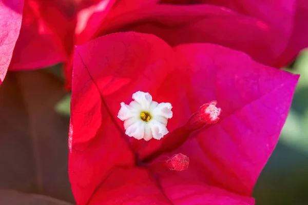 Rosa Röd Bougainvillea Spectabilis Stammar För Vita Blommor Stäng — Stockfoto