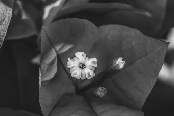 黒と白ブーゲンビリアのスペクタビリス白の花のスターメン閉じる — ストック写真
