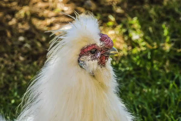 Colorido Branco Vermelho Chinês Silkie Chicken Waikiki Oahu Hawaii Frango — Fotografia de Stock